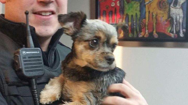 Dixie the stolen dog
