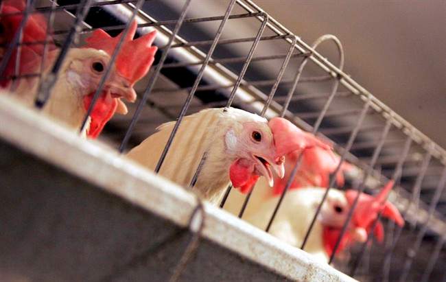 Some of the products identified by Dalipsingh as being falsely labeled by her employer were the Blue Goose Certified Humane chicken products sold at Sobeys and Loblaw supermarkets.