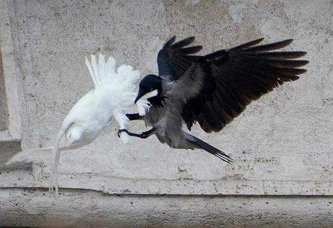 In this , Sunday, Jan. 26, 2014 file photo, a dove which was freed by children with Pope Francis during his Angelus prayer, is attacked by a black crow in St. Peter's Square, at the Vatican.