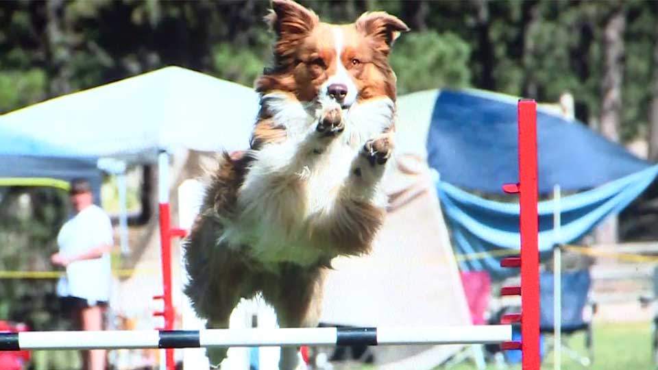 Man accused of fatally shooting pet dog at park