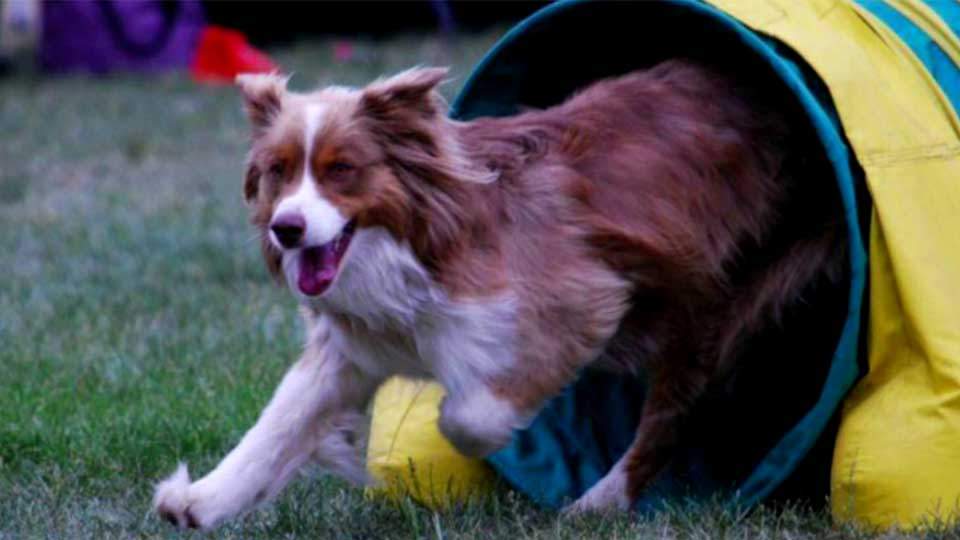 Man accused of fatally shooting pet dog at park