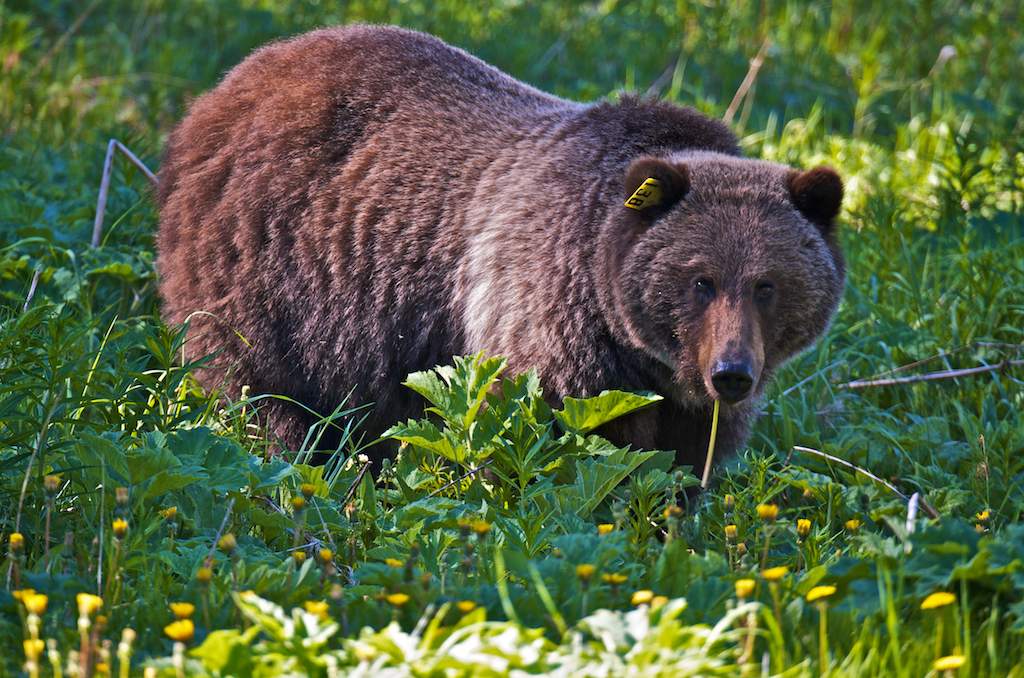 Mother grizzly bear.