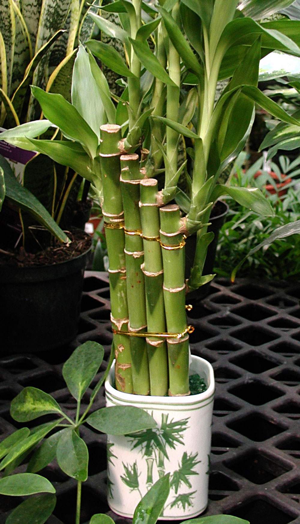 In this 2015 photo, with five stalks (one hidden), this clump of lucky bamboo is slated to bring wealth to its custodian, in New Paltz, New York.