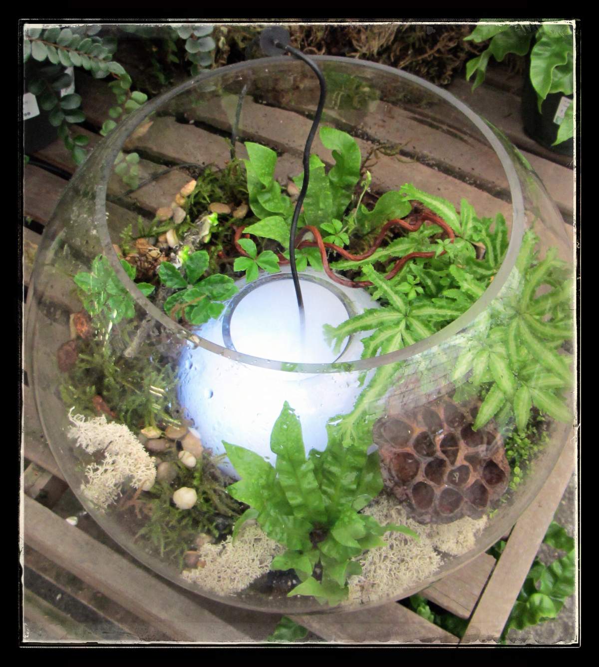 Small Tropical Plants (in 6 cm pots)