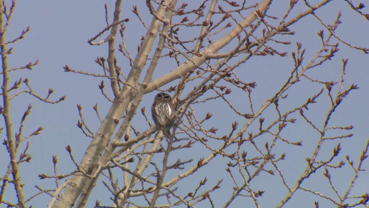 Northern Pygmy Owl, spotted in Fish Creek Park, Calgary, January 21, 2015.