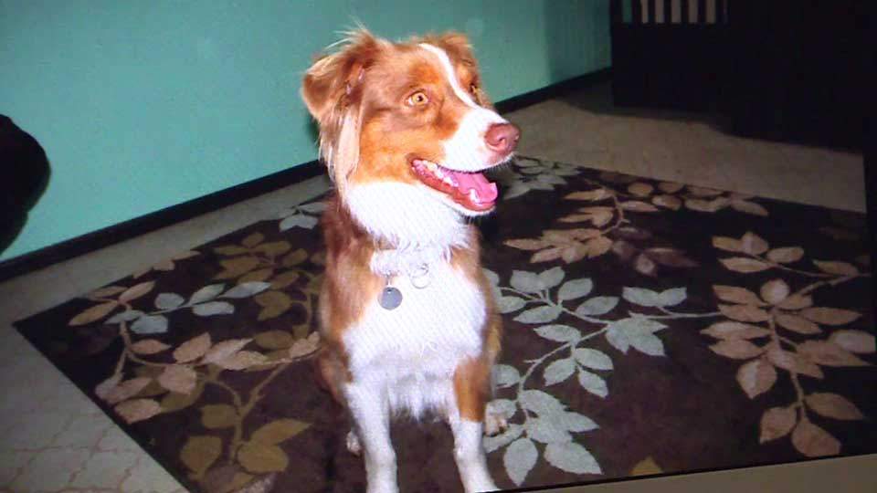 Man accused of fatally shooting pet dog at park