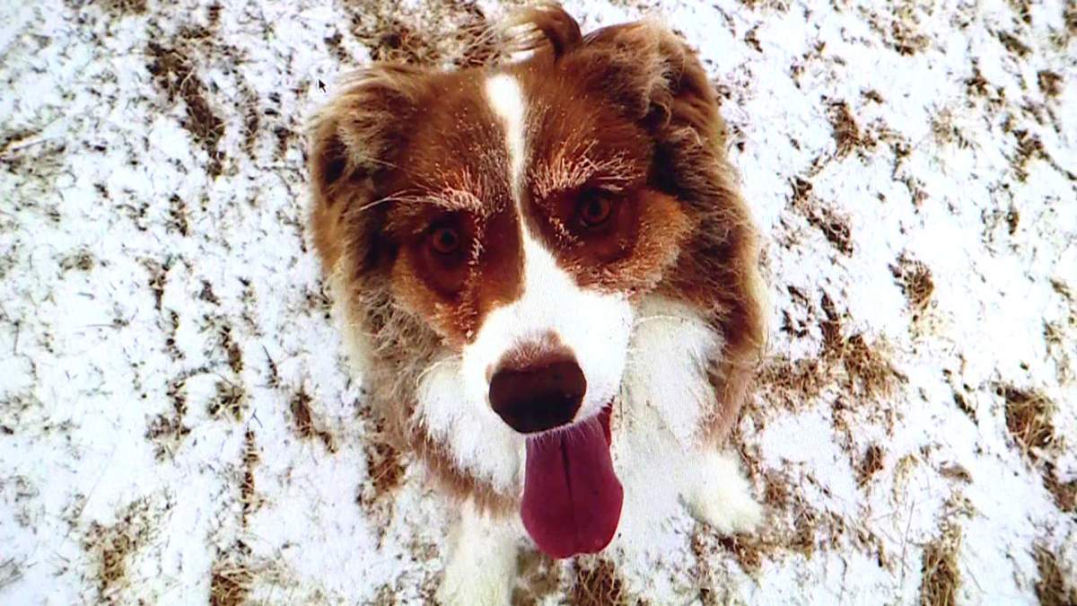 Man accused of fatally shooting pet dog at park