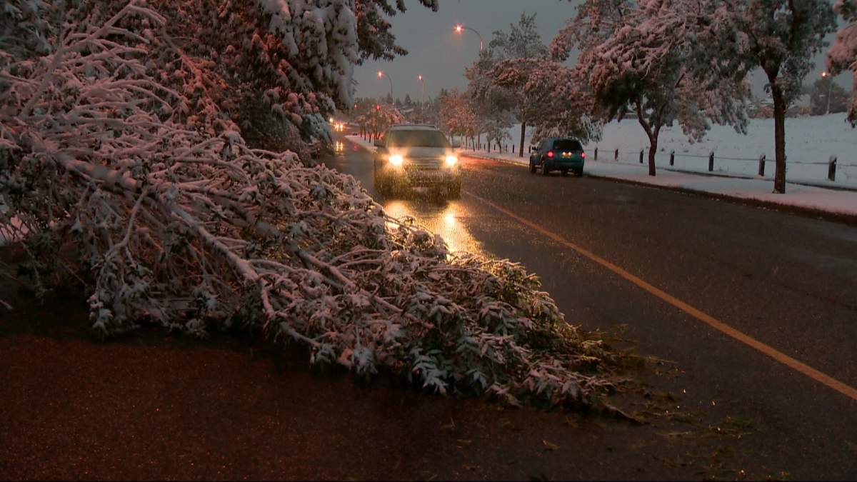 One of many trees seriously damaged in a snowstorm that hit Calgary in September.