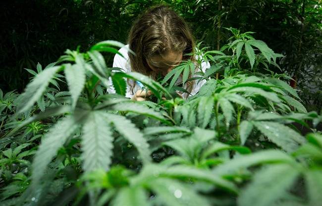 Medical marijuana plants are shown at a medical marijuana facility in Richmond, B.C., on Friday March 21, 2014. A lawyer representing four patients has told a Federal Court judge that Canada's new rules governing medical marijuana are forcing them to choose between their health and their liberty. THE CANADIAN PRESS/Darryl Dyck.