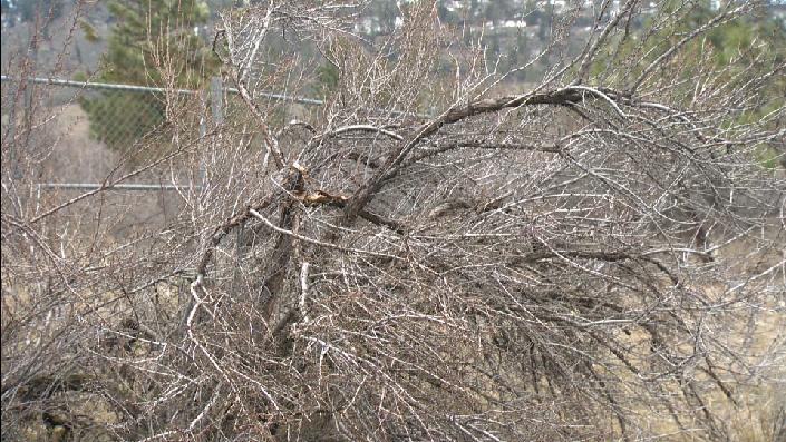 This may not look like much, but more than 20 rare species depend on the Antelope-brush. 