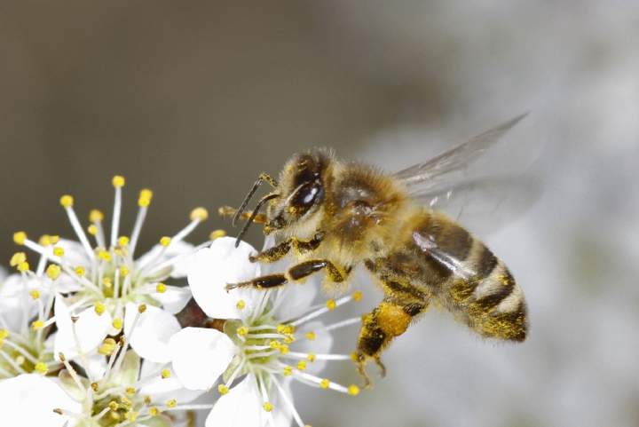 Young bees