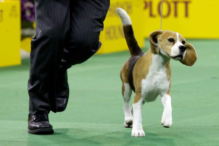 Miss P, a beagle, is shown in the rink during the hound competition at the Westminster Kennel Club dog show, Monday, Feb. 16, 2015, at Madison Square Garden in New York. Miss P won best hound.