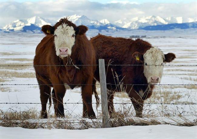 mad cow disease