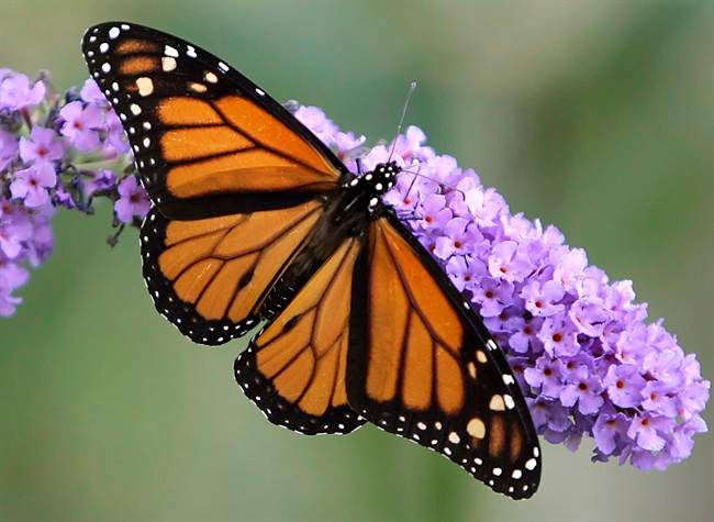 The eastern monarch butterfly could face extinction within the next 20 years, researchers of a new study say.