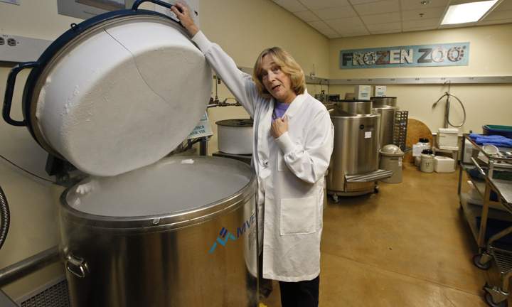 Barbara Durant, director of reproductive physiology at the San Diego Zoo Institute for Conservation Research, a.k.a. the Frozen Zoo, stands on the rail of a nitrogen-cooled stainless steel vat holding hundreds of vials of animal cells at the Beckman Center at the San Diego Zoo’s Safari Park in Escondido, Calif.