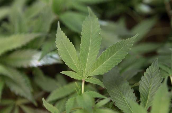 FILE - This Feb. 1, 2011 file photo shows medical marijuana clone plants at a medical marijuana dispensary in Oakland, Calif.