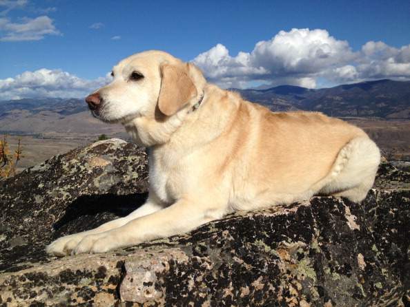 The Canadian Kennel Club ranks the Labrador Retriever as its top breed for 2015.