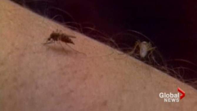 Caribbean blues: Mosquito virus is sickening more travellers - image