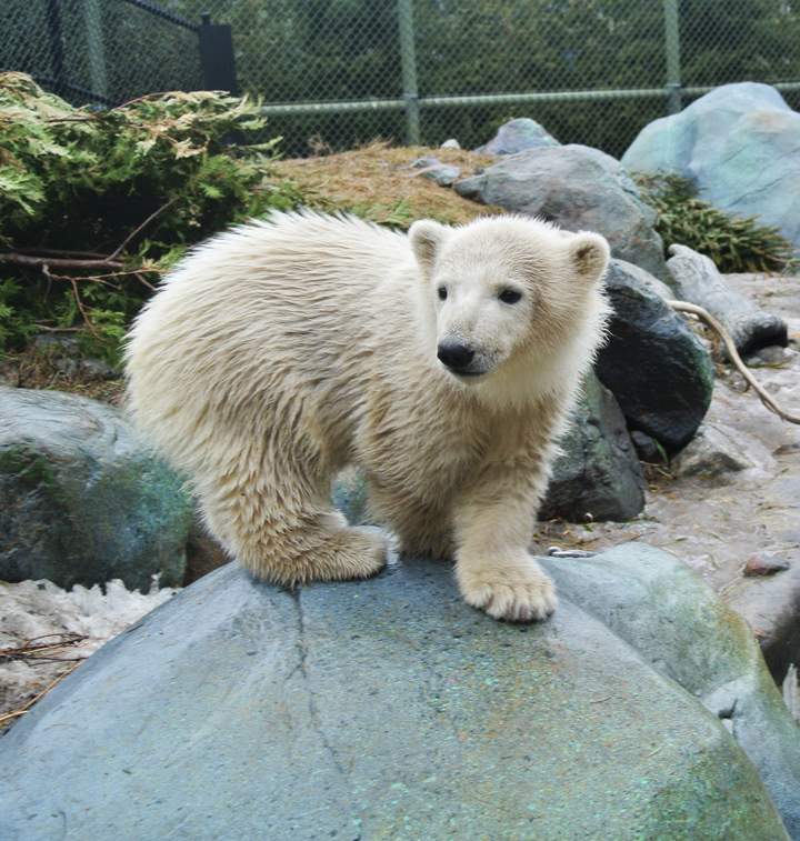 Humphrey Toronto Zoo