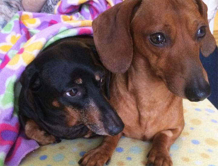 Kermit (right) starred on "Adopt a Pet" segment last week on Saskatoon’s Morning News and was adopted in record time.