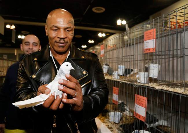 Pigeon pageant for beautiful birds dispels 'rats with wings'