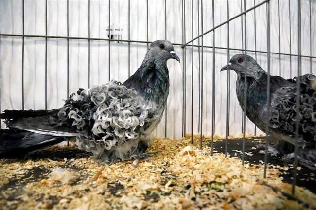 Pigeon pageant for beautiful birds dispels 'rats with wings'