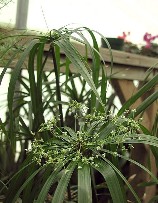 Papyrus relative looks good and makes paper too.