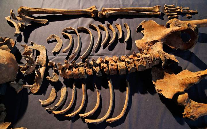 In this Wednesday, March 26, 2014 photo, one of the skeletons found by construction workers under central London's Charterhouse Square is pictured. Twenty-five skeletons were uncovered last year during work on a new rail line. Archaeologists immediately suspected the bones came from a cemetery for victims of the bubonic plague that ravaged Europe in the 14th century.