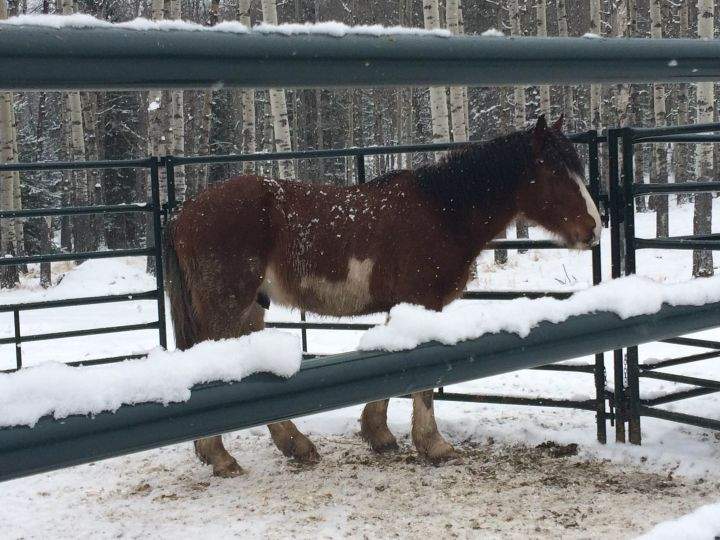 Wild horses