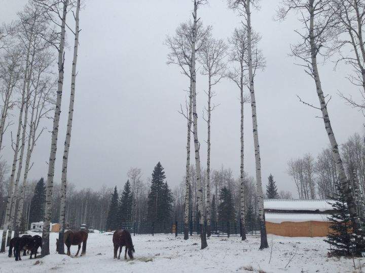 Wild horses