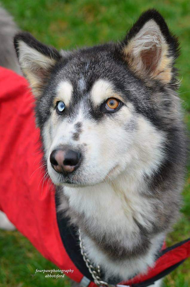 Credit: Four Paw Photography.