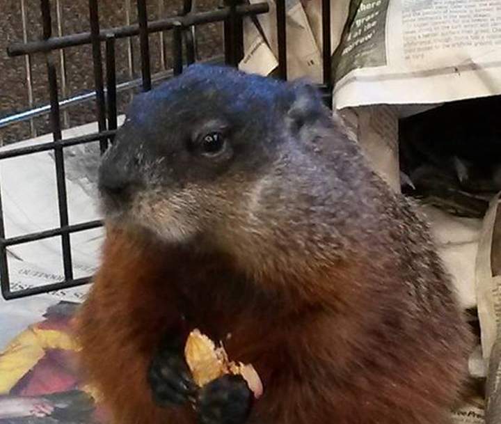 Groundhog Day Winnipeg Willow
