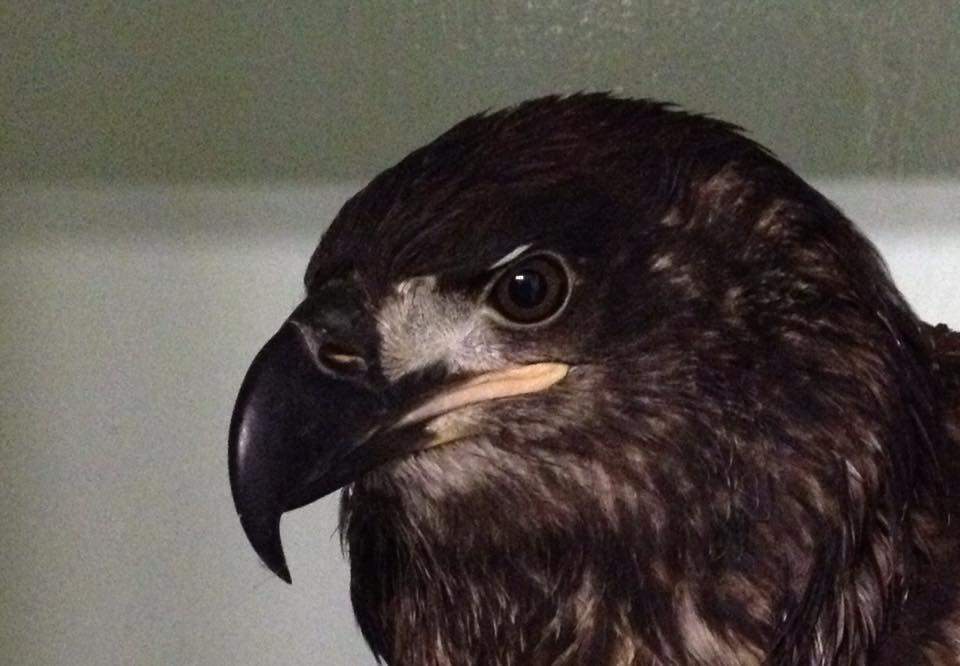 Nanoose, whose dramatic rescue made headlines last year, has died from her injuries.