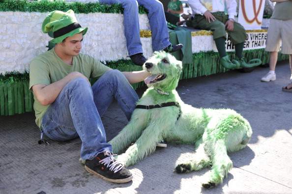 Dressed up dogs on St. Patrick's Day