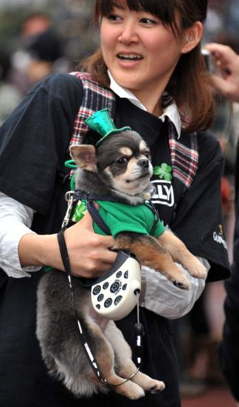 Dressed up dogs on St. Patrick's Day