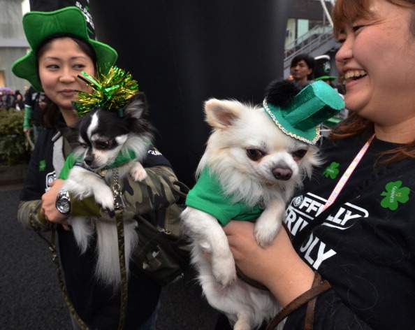 Dressed up dogs on St. Patrick's Day