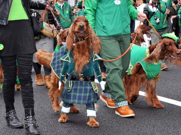 Dressed up dogs on St. Patrick's Day