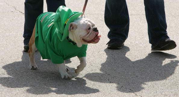 Dressed up dogs on St. Patrick's Day