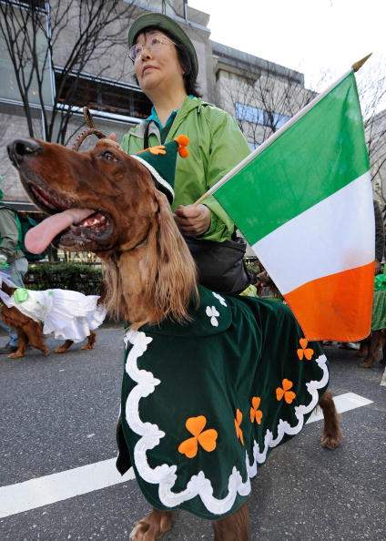 Dressed up dogs on St. Patrick's Day