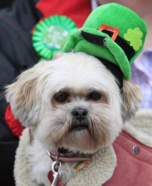 Dressed up dogs on St. Patrick's Day