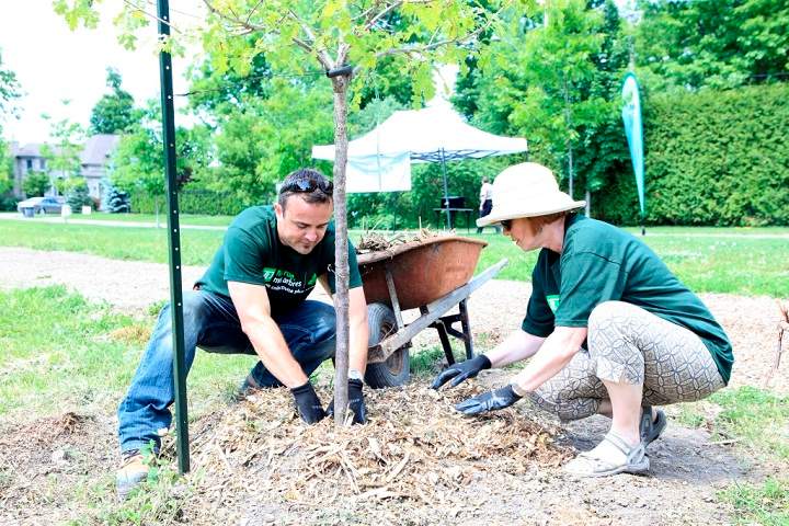 TD Green Streets volunteers participating in tree planting in Beaconsfield’s garden Fresh Meadows. 