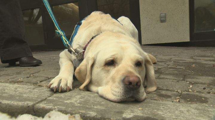 Wren became Edmonton's first courtroom dog Thursday, when he accompanied a young child into a courtroom to testify.