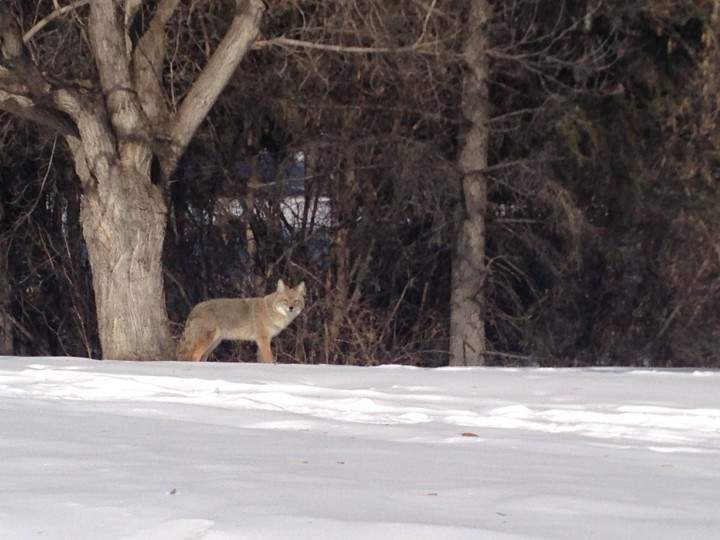 The City of Saskatoon issued a safety reminder to the public about coyote sightings during the winter season.