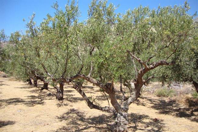 On buying olive oil beware of the cheap stuff