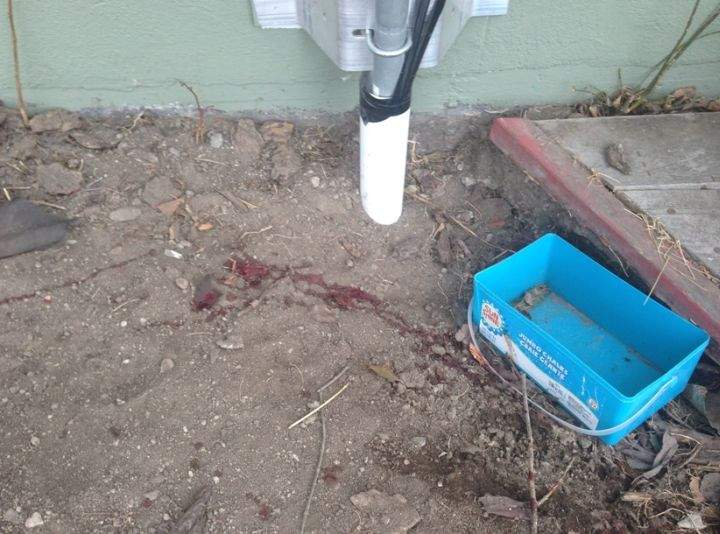 Dog-killed-Renfrew