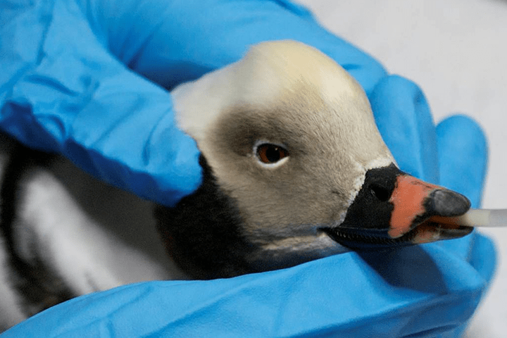 Duck being treated at Hobbitstee Wildlife Refuge, in southwestern Ontario.