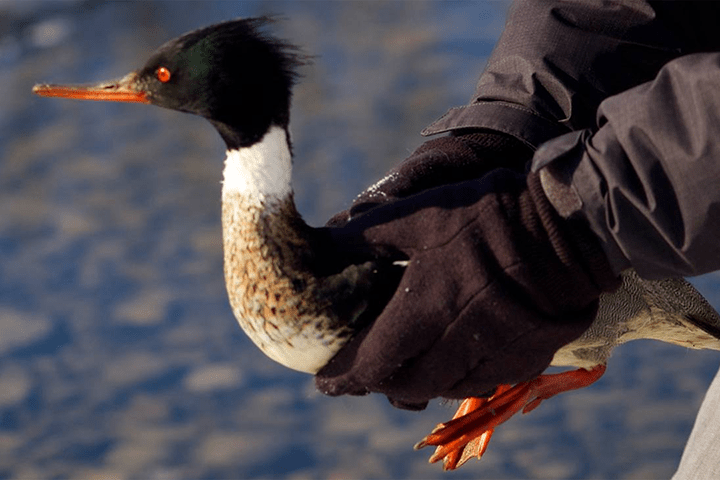 Duck being released by Hobbitstee Wildlife Refuge, in southwestern Ontario.