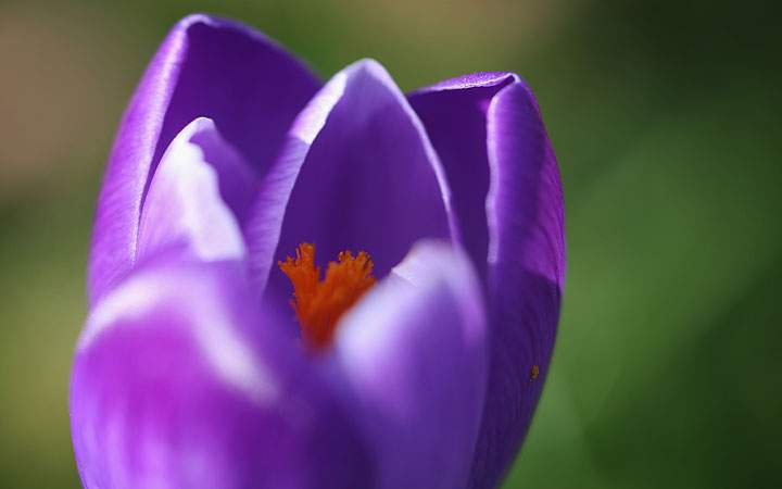 Anxious to get in the garden? We hear you. Give your garden a little TLC with these spring tips.