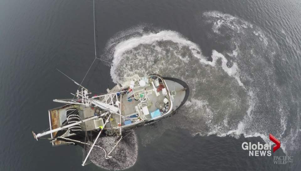 Heiltsuk Nation mobilizes boats to protect fishery - image