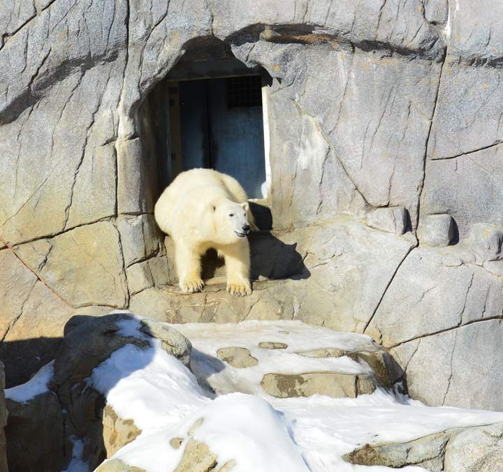 Humphrey Assiniboine Park Zoo polar bear